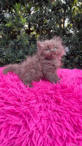 British longhair