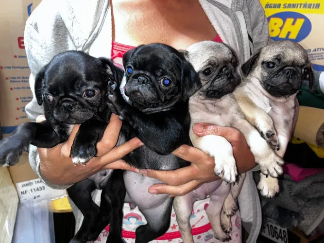 Pug o filhote mais fofo para seu amor