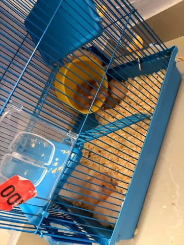 doação de Hamster