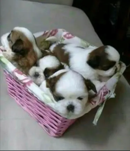 Corra garanta seu bebê shihtzu