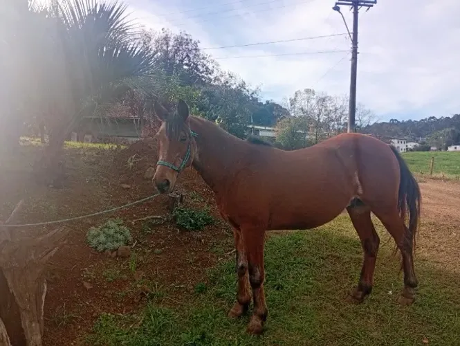 Cavalo 