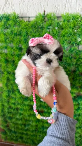 Lindas filhotes de shih tzu fêmeas - duas estão vacinadas - parcelo no cartão