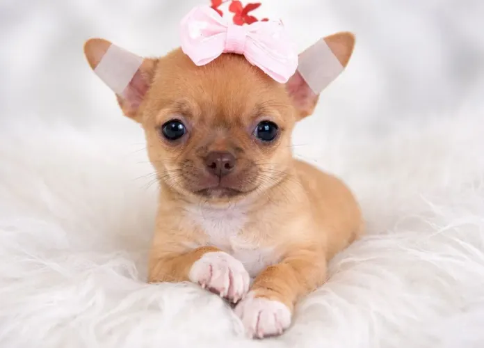 Chihuahua Pêlo Curto Femea!! Garanta a sua Menininha.