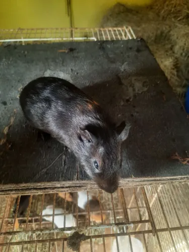 Vendo porquinhos da índia