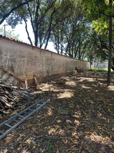 Excelente Lote - Garças