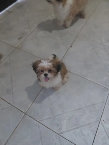 Vende-se Shih Tzu fêmea 