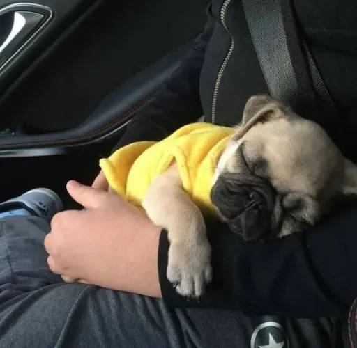 Pug Companhia que gera boas lembranças