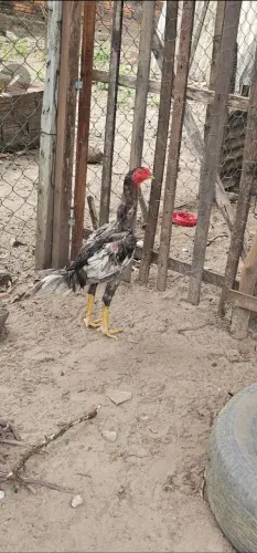 Troco galos por galinhas