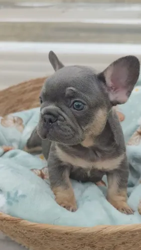 Bulldog francês 