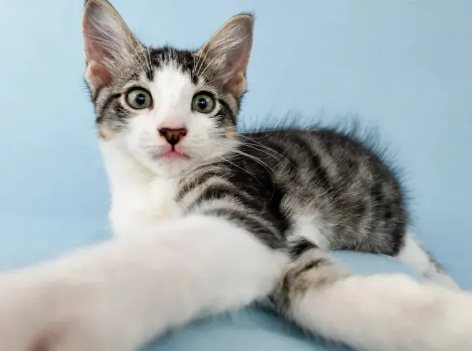 Gatinhos pra adoção