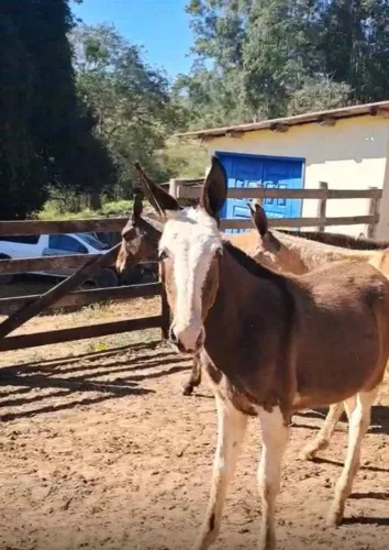 Vendo Mulas Desmamadas