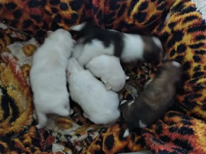 Filhotes de Spitz Alemão 35 dias