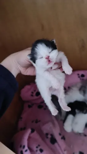Gatinhos persa para reserva