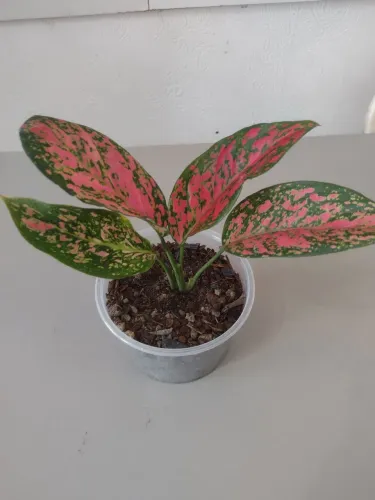 Aglaonemas plantas