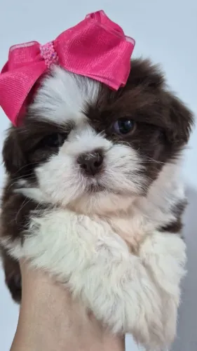 Linda fêmea Shih-Tzu