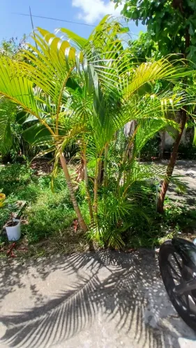 Palmeira areca