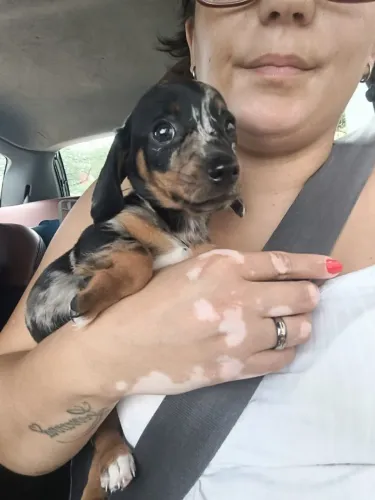 Dachshund: Pronto para Entrega | Machos e Fêmeas Disponíveis