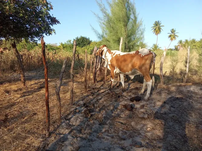 Vendice vaca segunda cria