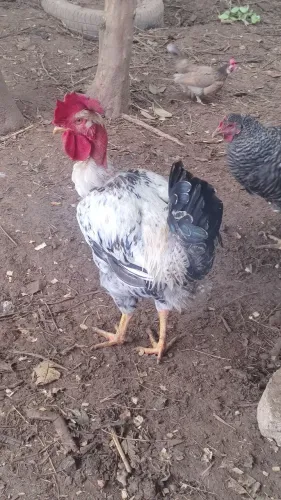 Frango