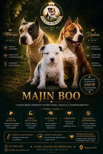 Filhotes amstaff