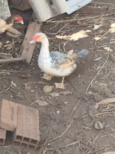  Patas fêmeas 