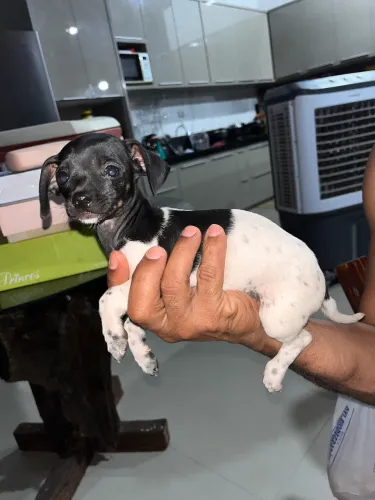 Filhote Pinscher Pintadinho. Pequeno no tamanho, enorme no carinho