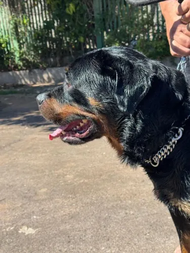 Rottweiler cabeça de touro para cobertura 