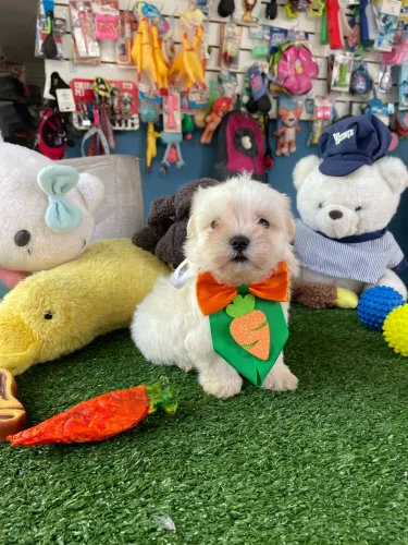Maltês macho disponível com 55 dias $1.900,00