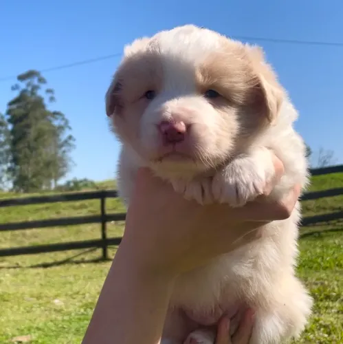 Border collie com Pedigree 