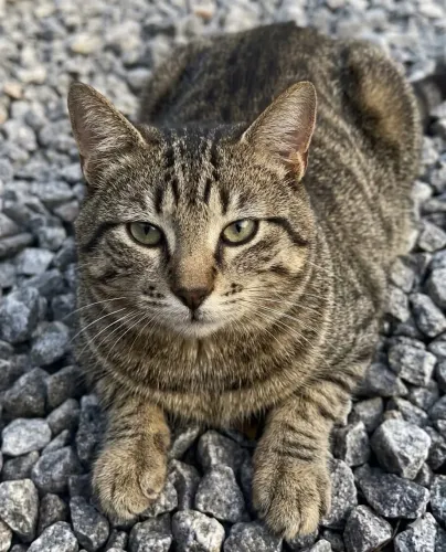 Adoção gato macho 6 meses