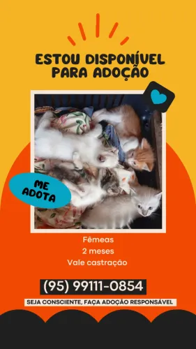 Gatinhas para adoção