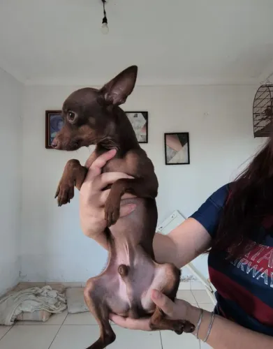 Pinscher macho chocolate
