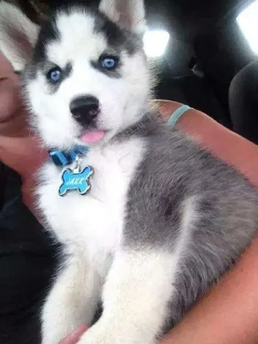 Husky Siberiano Presença que traz sensação de harmonia