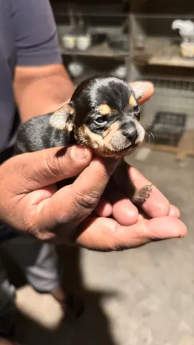 Filhote de Pinscher número 1 macho