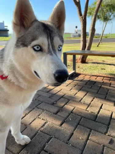 Husky Siberiano fêmea 3 anos