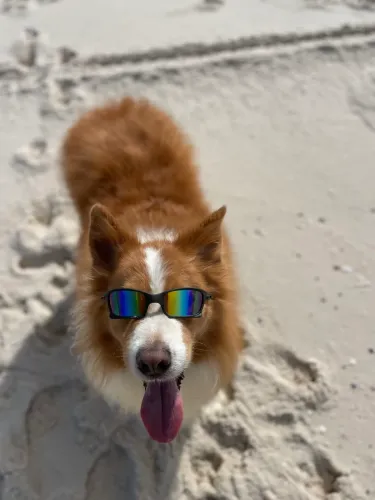 Border collie macho para cruza