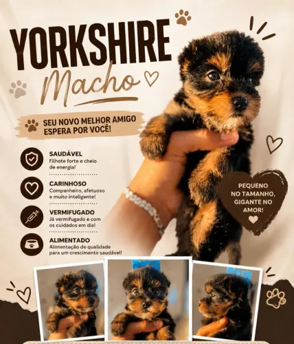 Yorkshire macho disponível aceito cartão