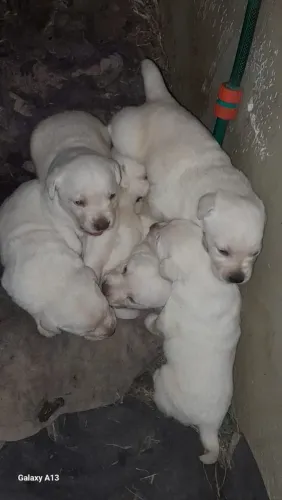 Filhotes de labrador 