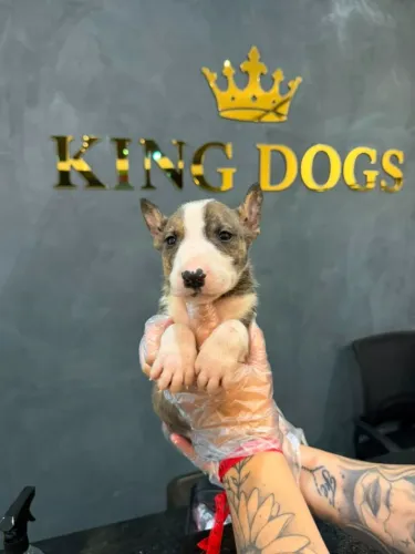 Filhotes de Bull Terrier | Patinhas que fazem o coração sorrir!