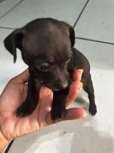 Filhotes de Pinscher 2 ( número Dois)