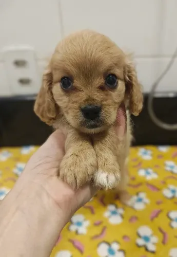 Linda filhote de Cavapoo fêmea na cor Fulvo
