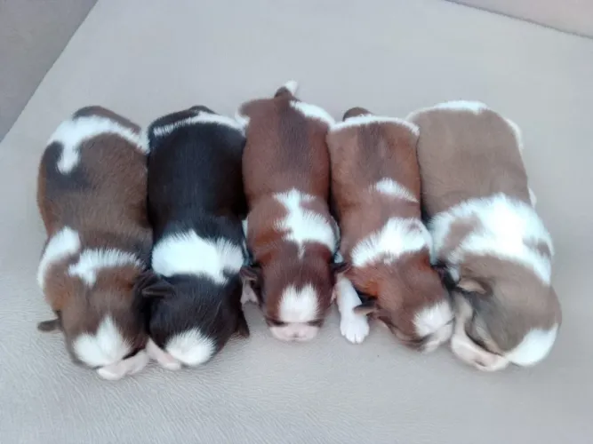 Filhotes de shih tzu