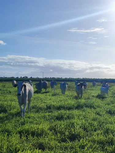 fazenda com 85 hectares com maravilhosa estrutura de alto padrão