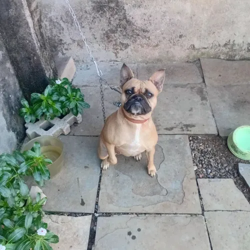 Cachorro