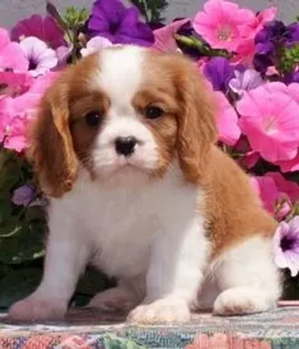Cavalier King Charles pronta entrega