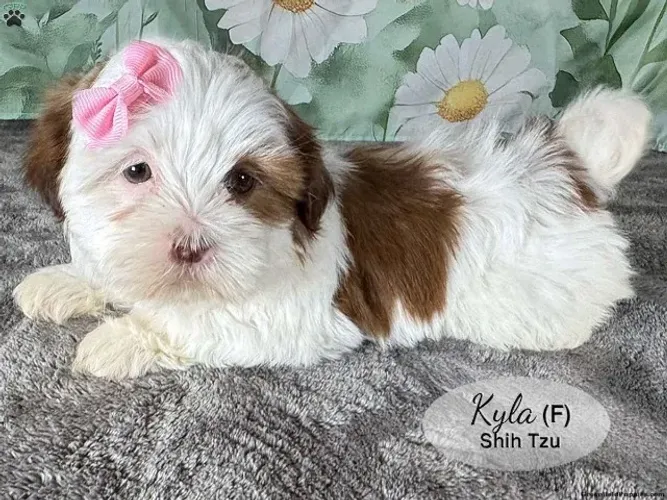 Shih Tzu disponível hoje - venha garantir já