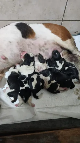 Vendo lindos filhotes de Basset hound com pedigree.