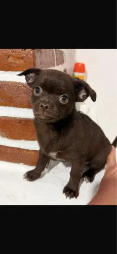 Chihuahua chocolate com 52 dias vacinado 