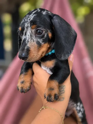 Macho