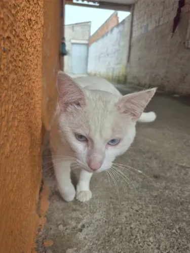Doa-se gato urgente